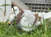 Tumbler pigeons in pocklington