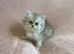 **Last One** Beautiful litter of Persian kittens, PKD Neg