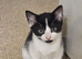 Blk/white kittens 1 boy 1 girl