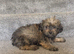 Imperial shih tzu x Yorkshire terrier puppys