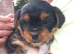 Jack Russell x yorkies