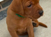 Beautiful KC Reg Dark Red Working Labrador Puppies