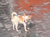 Chihuahua girl