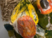 Selling baby handreared sun conures