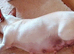 Katie the White Russian chihuahua