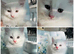 White Persian cross Angora kittens ready For Loving homes.