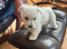 Wilma