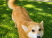 2 corgis male & female