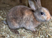 Mini Rex Buck READY NOW
