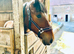 Trait du Nord x Shire/Cob