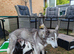 Border Collie/Husky Cross Puppies - LAST 2 BOYS LEFT