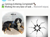 Top Quality Bernese Mountain Dog – Stud Service