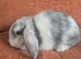 Mini lop doe