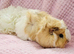 2 sows available