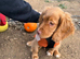 Puppy Cocker Spaniel