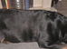 8 rottweiler pups