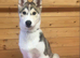 5 month old husky puppy