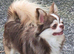 Stunning Chocolate Husky Marked Adult Male Chihuahua