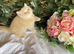 British long and shorthair kittens