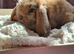 Two stunning mini lops for sale