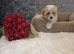 ORIGINAL Bichon Male 8Weeks parents available to see