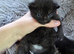 Last one left READY NOW 3 chunky kittens