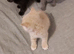 Gorgeous blue male bsh Cross kitten needs a home
