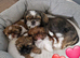 Shih tzu fluffy balls ready to go.