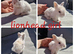 Lionhead babies ready for reserve