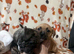 Mixed puppies for sale
