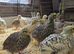Coturnix (Japanese) Quail