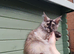 Exceptional Maine Coon Kittens – Huge Champion Bloodlines