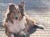 Shetland sheepdog girl
