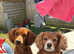 Red cocker spaniel stud available