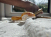 1 year old Corn snakes.