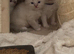 3week ragdoll kitties