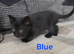 Ready to Leave - ×2 (M) Kittens (Black) fully vax flead and dewormed