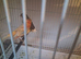 Canary pair, male good singer