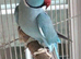 Looking for tamed ringneck under 8 months old