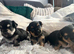 Beautiful Chorkie Puppies
