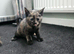 Beautiful kittens looking for loving homes.