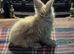 Gorgeous Angora Rabbits, Pure Bred Full Faced.