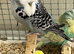 Selection of Budgies available
