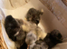 Copper Marans