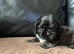 Male Shih Tzu x Lhasa Apso