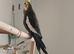 Cockatiel re-home