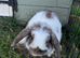 Mini Lop for sale