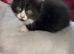 Ragdoll cross kitten