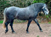 Pure bred Irish draught - ready to back