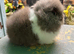 Lionhead Bunnies